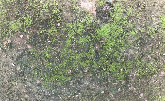 cách diệt rêu xanh trên nền xi măng 1