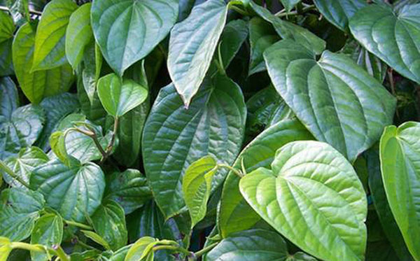 Những tác dụng thần kỳ của lá trầu không nhất định bạn phải biết